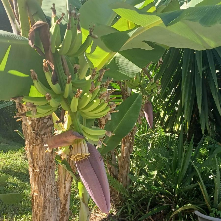 فيلا Ti Coin De Paradis Ylang Ylang لو ديامانت المظهر الخارجي الصورة